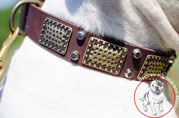 Mix of adornment on American Bulldog collar