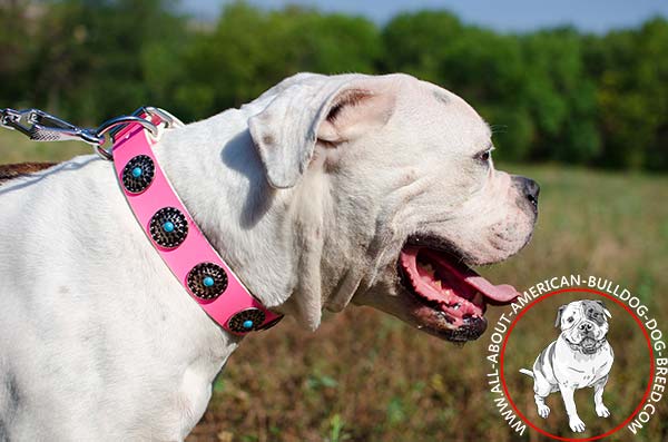 American Bulldog collar with nickel plated hardware
