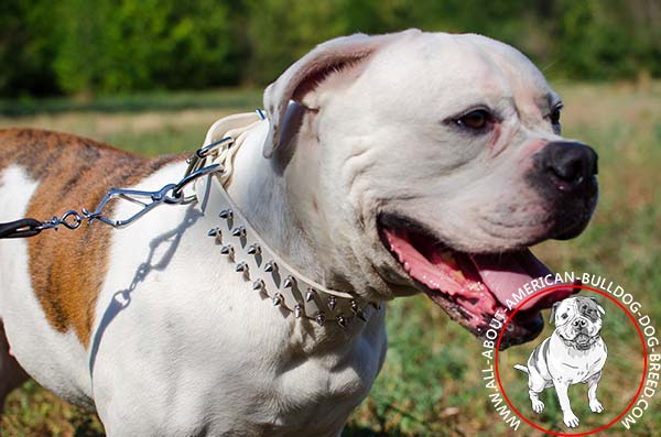 Dependable American Bulldog collar with solid fittings