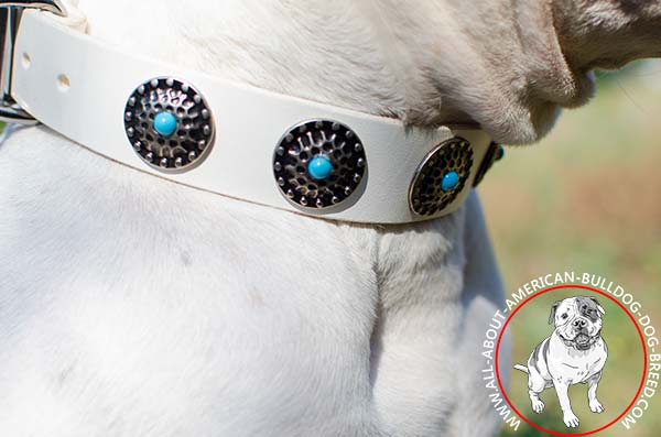 Circles with blue stones on white American Bulldog collar