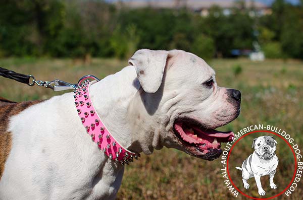 Sophisticated pink leather American Bulldog collar