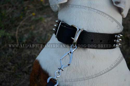 Genuine quality leather collar with nickel plated hardware for American Bulldog