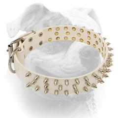 Nickel plated hardware for white leather American Bulldog collar