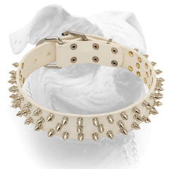 Elegant white leather American Bulldog collar with 3 rows of shiny spikes
