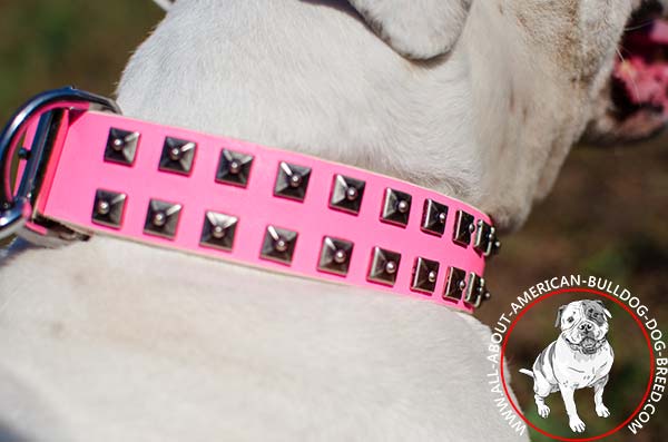 Brass decorative studs on pink American Bulldog collar