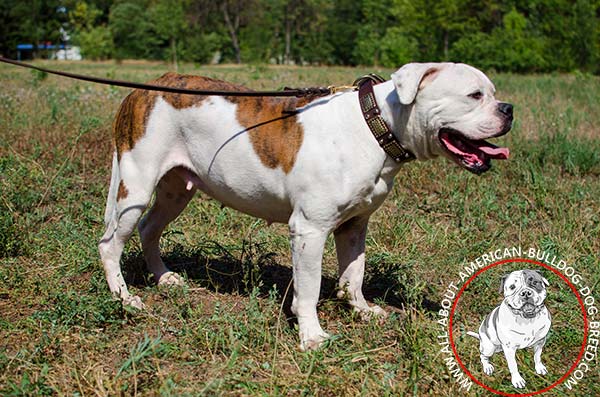 Heavy duty leather American Bulldog collar
