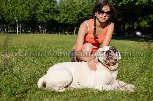 Walking leather American Bulldog collar with perfect massive plates