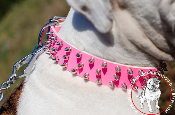 Riveted spikes on pink American Bulldog collar