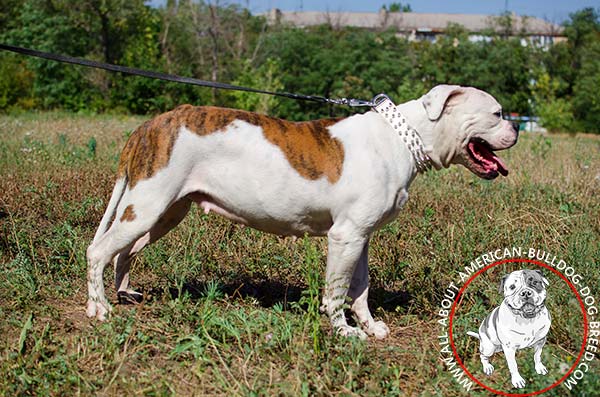 High-quality white American Bulldog collar