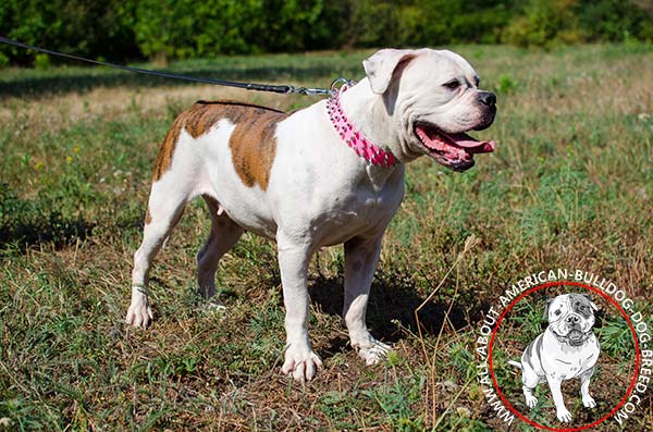 Trendy pink American Bulldog collar