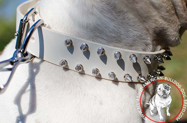 Spikes on white American Bulldog collar