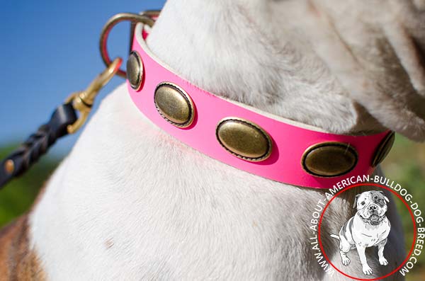 Brass ovals on gorgeous leather American Bulldog collar