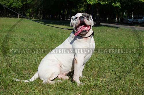 Extra wide walking nylon American Bulldog collar