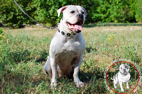 Stunning American Bulldog collar with adornment