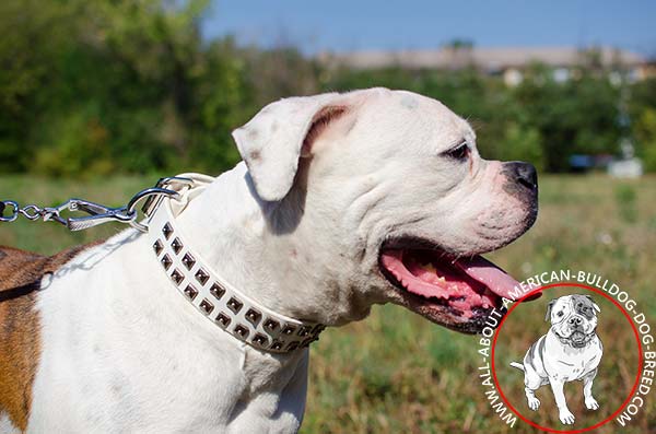 Snow white adorned leather collar for American Bulldog
