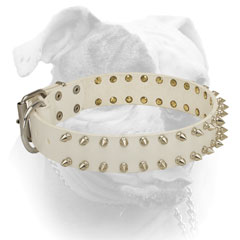 White leather collar with nickel plated hardware for American Bulldog