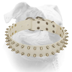Spiked white leather collar for American Bulldog