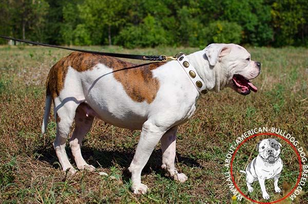 White genuine leather American Bulldog collar