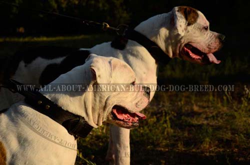 Extra wide 2 ply leather American Bulldog collar