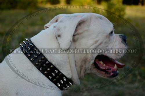 Extra wide decorated leather American Bulldog collar