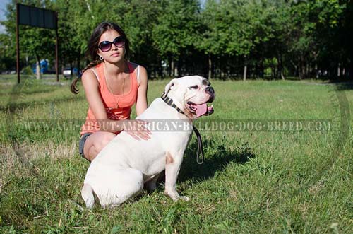 Wide American Bulldog collar 