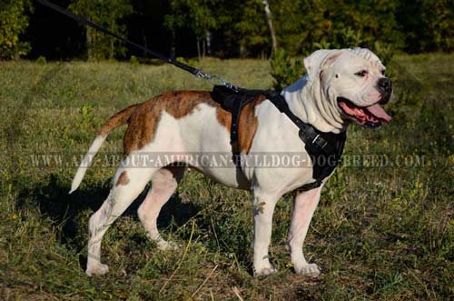 American Bulldog Walking and Training Leather Harness