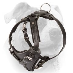 Durable Leather Buckled Harness For American Bulldog