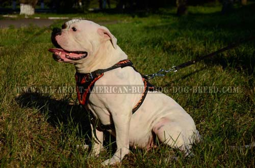 American  Agitation Harness/Handcrafted Dog Harness  