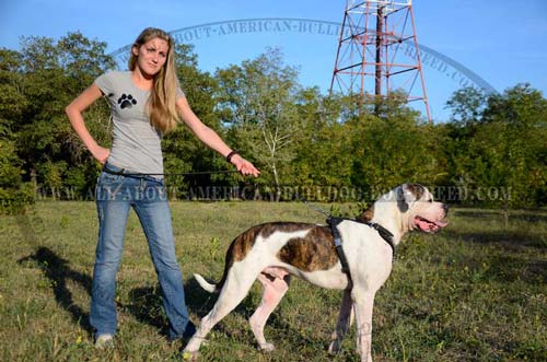 Leather Training And Walking Harness For American Bulldog