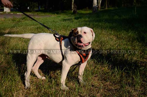 Leather Decorative Agitation Harness For American Bulldog