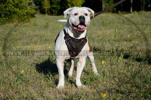 Leather Agitation Harness For American Bulldog