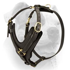 American Bulldog Leather Harness With Improved Comfort