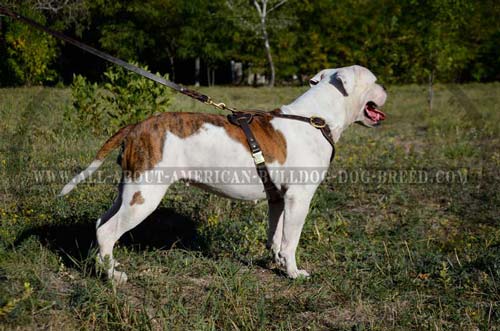 Everyday Durable Leather Harness For American Bulldog
