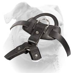 Durable Leather Buckled Harness For American Bulldog