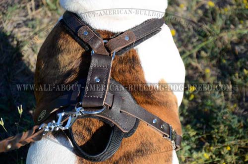 American Bulldog Leather Harness With Handle