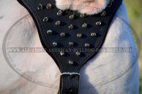Leather Walking Harness For American Bulldog