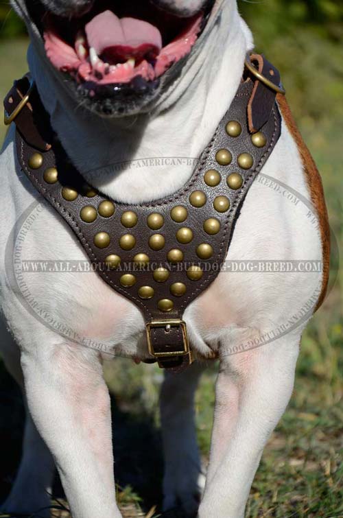 Everyday Leather Harness For American Bulldog