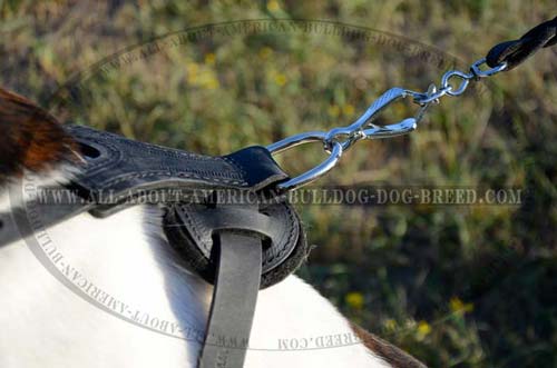 Leather Training Harness For American Bulldog