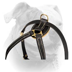 Lightweight Everyday Leather Harness For American Bulldog
