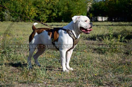 American Bulldog Everyday Walking Harness