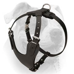 American Bulldog Leather Harness Of Original Design