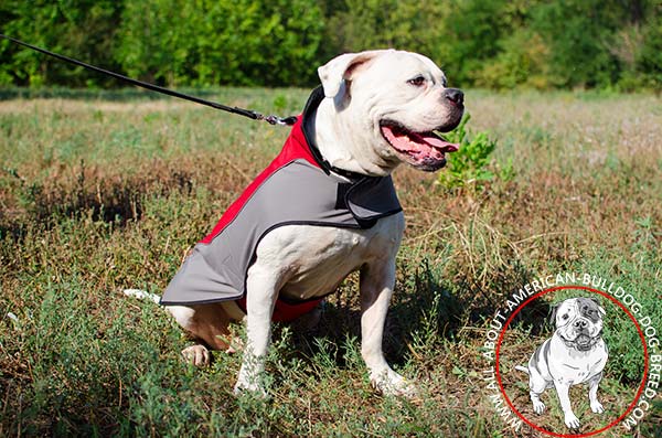Winter American Bulldog coat on Velcro closure