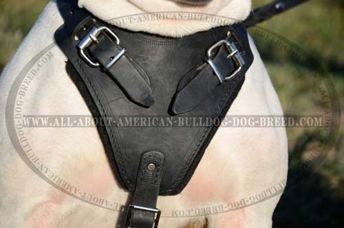 Agitation training leather harness with wide padded chest plate for American Bulldog