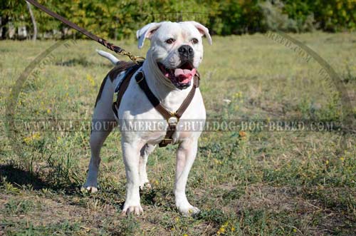 Elegant leather American Bulldog harness without chest plate