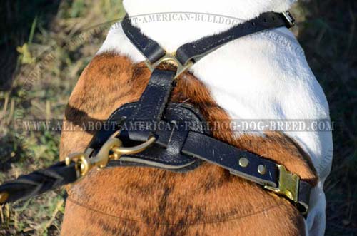 Stylish American Bulldog harness with rust-proof brass hardware