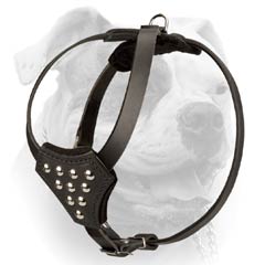 Decorated leather harness for puppies