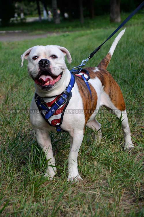 Agitation training leather American Bulldog harness
