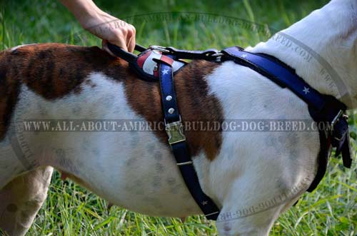 Leather American Bulldog harness with strong reliable handle