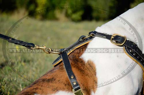 Reliable American Bulldog harness with rust-resistant hardware