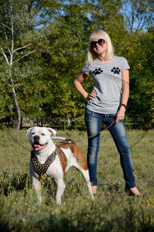 Studded leather American Bulldog harness